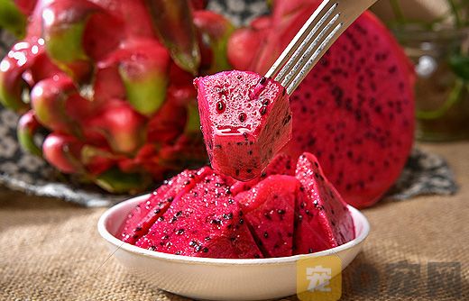 貓可以吃火龍果嗎？